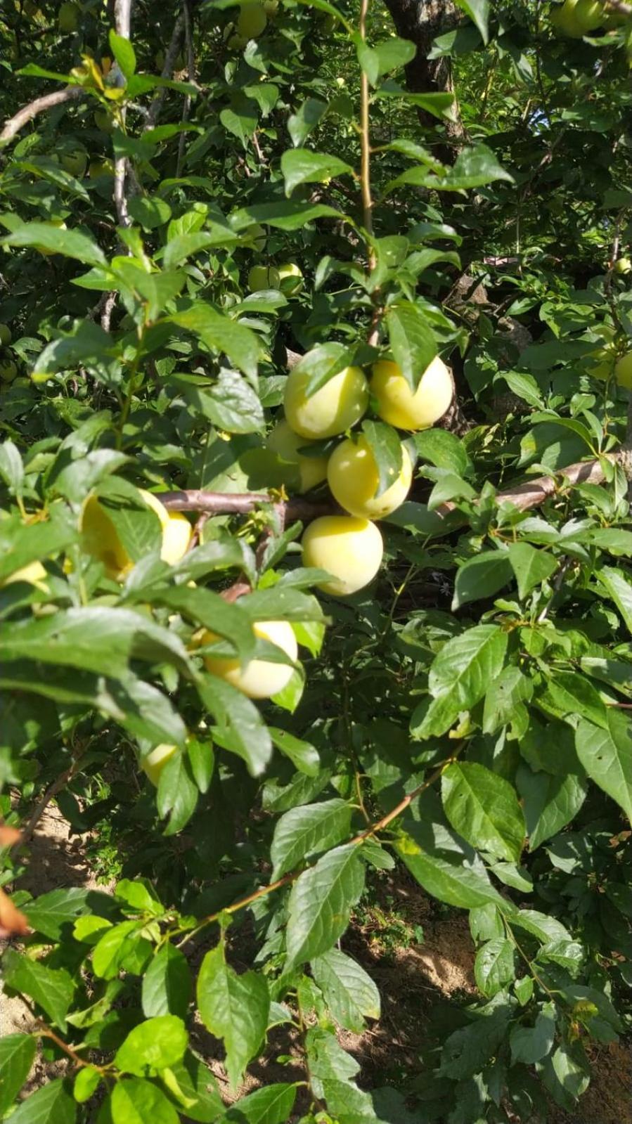 Azienda Agricola Biologica La Cardellina Tolfa Экстерьер фото